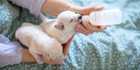 Two newborn puppies being bottle-fed by hand