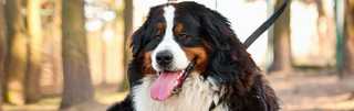 bernese Mountain Dog