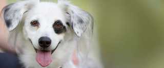 White dog with tongue hanging out