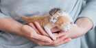 two newborn kittens being held gently in an adult's hands