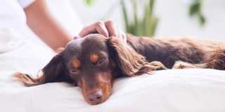 Small dog sleeps while being pet gently on the head