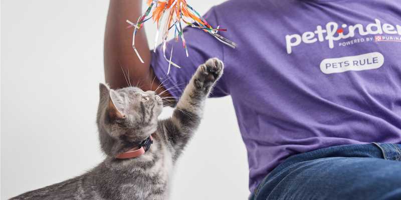 Small kitten plays with a ribbon toy