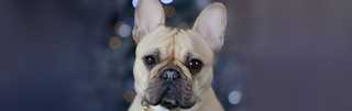 French Bull Dog