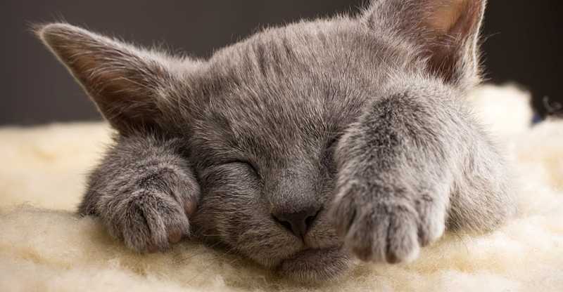 Russian Blue Cat