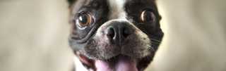 Boston Terrier